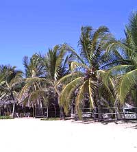 Mazunte