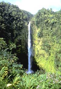 Le foreste vergini di Big Island