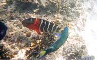 Due pesci tropicali giocano sott'acqua
