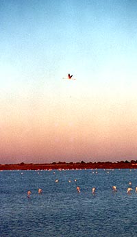 SaintMarie: fenicotteri