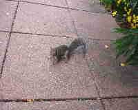 scoiattolino