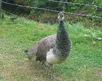 pavone