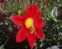 fiore