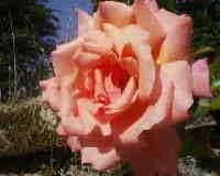 fiore