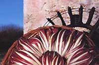 Radicchio trevigiano