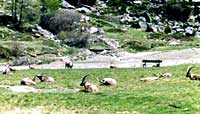 stambecchi e camosci nel Parco del Gran Paradiso