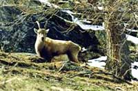 stambecchi e camosci nel Parco del Gran Paradiso