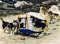 Gestion Adventure Sleddog