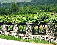Morgex, i vigneti più alti d'Europa