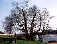 Castagner di S. Giusto (Fregona)