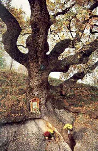 Rovere della Madonna della Rocca