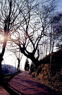 Rovere della Madonna della Rocca