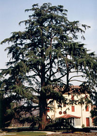 Cedri del Libano e dell'Atlante a Villa Franchetti (Preganziol)