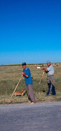 Nord est lavoratori e girasoli