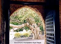 siccomoro monastero ayia napa