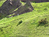 collina-rigogliosa