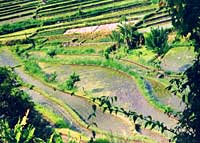 Bali Tirtagangga ricefields