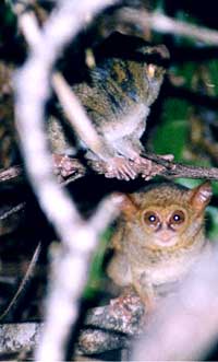 Sulawesi Tangkoko Tarsius