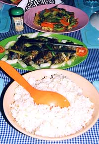 Sulawesi Tangkoko cena