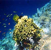 Sulawesi Siladen corallo
