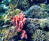 Sulawesi Siladen corallo