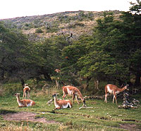 guanachi