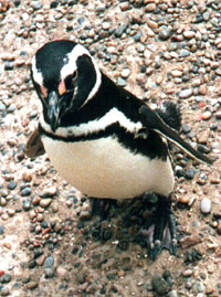 pinguino