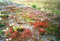 la fioritura del Paine