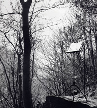 Il Silenzio delle Fate
