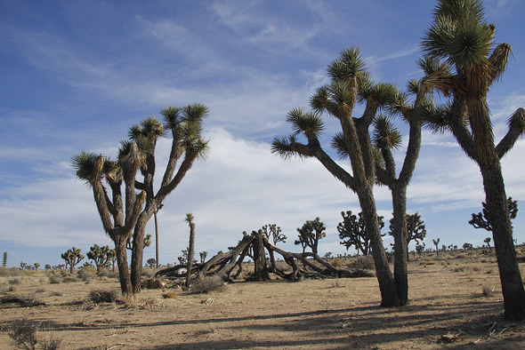 Joshua Tree National Park