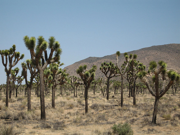 Joshua Tree National Park