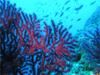 Croazia