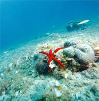 Croazia