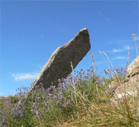 Cartina