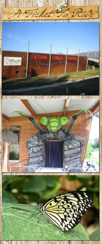 La Casa Delle Farfalle Riapre A Palermo: Torna L'Eden Colorato All - Foto 4