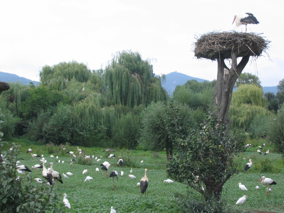 parco cicogne