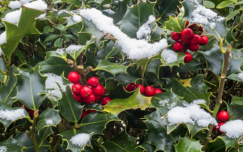 Foto Pungitopo Di Natale.Agrifoglio E Pungitopo Sottocoperta Net