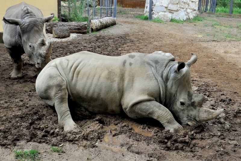 Bioparco di Roma