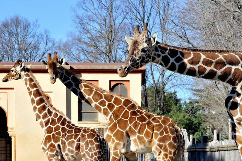 Bioparco di Roma