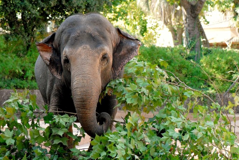 Bioparco di Roma