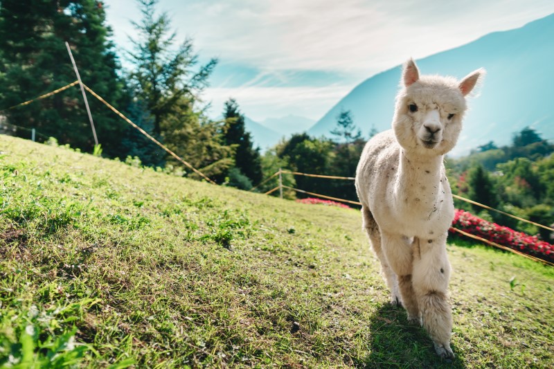 Giardini di Castel Trauttmansdorff: paradiso per i bambini