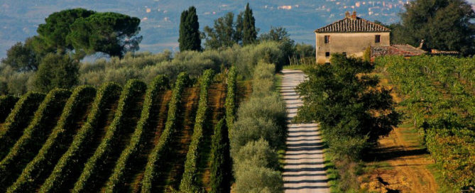 Montepulciano: vigneti