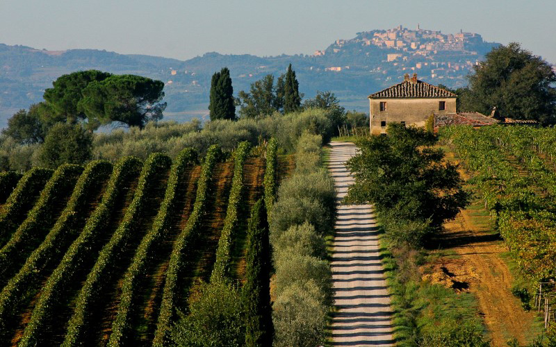 Montepulciano: vigneti