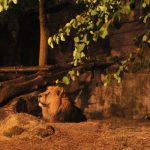 Estate al Bioparco con il prolungamento dell’orario